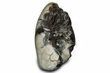 Free-Standing, Polished Septarian Geode - Black Crystals #302869-2